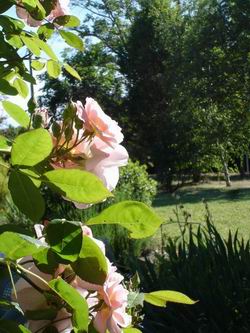 chambres d'h�tes th�venon montbrison forez loire